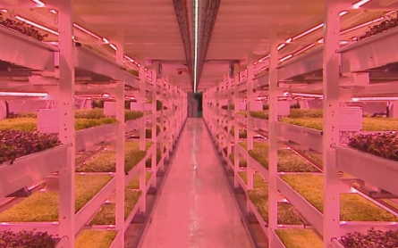 London’s first underground farm to supply produce to local restaurants